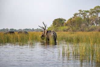 African elephant (Loxodonta africana), elephant in the river between river grass, Thamalakane