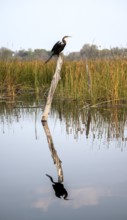 African Darter (Anhinga rufa) sitting on a dead tree in the river, with reflection, Thamalakane