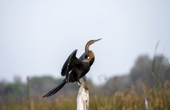 African Darter (Anhinga rufa), sitting on a dead tree, spreading wings, Thamalakane River, Okavango