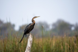 African Darter (Anhinga rufa) sitting on a dead tree, Thamalakane River, Okavango Delta, Botswana
