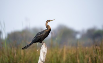 African Darter (Anhinga rufa) defecating, crapping, sitting on a dead tree, Thamalakane River,