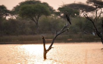 African Darter (Anhinga rufa), two birds sitting on a dead tree in the river, Thamalakane River, at