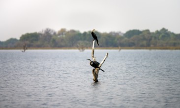African Darter (Anhinga rufa), two birds sitting on a dead tree in the river, Thamalakane River,