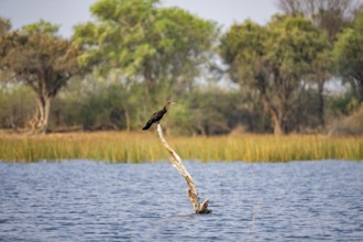 African Darter (Anhinga rufa) sitting on a dead tree in the river, Thamalakane River, Okavango