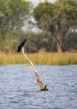 African Darter (Anhinga rufa), bird sitting on a dead tree in the river, Thamalakane River,
