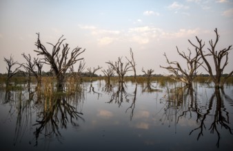 Dead trees are reflected in the river, Thamalakane River, Okavango Delta, Botswana