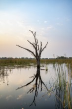 Dead tree reflected in the river, Thamalakane River, Okavango Delta, Botswana