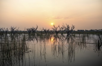 Dead trees are reflected in the river at sunset, Thamalakane River, Okavango Delta, Botswana