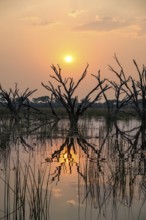 Dead trees are reflected in the river at sunset, Thamalakane River, Okavango Delta, Botswana