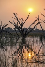 Sunset over the river, river grass and papyrus, dead tree reflected, Thamalakane River, Okavango