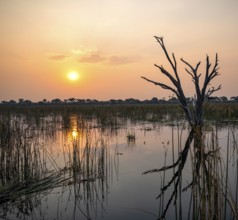 Sunset over the river, river grass and papyrus, dead tree reflected, Thamalakane River, Okavango