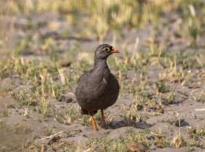 Red-billed spurfowl (Pternistis adspersus), Moremi Game Reserve, Botswana