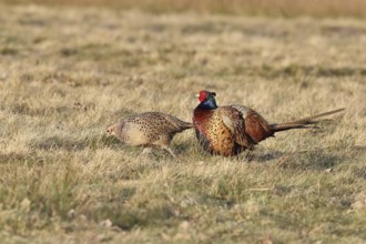 Pheasant, hunting pheasant (Phasianus colchicus), adult male bird with hen in a meadow, wildlife,