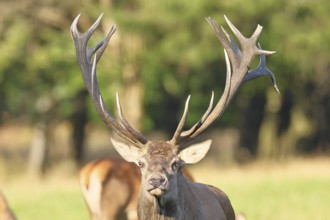 Red deer (Cervus elaphus), capital deer in a forest clearing, animal portrait, looking at the