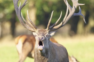 Red deer (Cervus elaphus) during rutting season, capital deer roaring in a forest clearing, animal