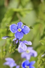 Gamander Speedwell (Veronica chamaedrys), loyal to men, blossoms in a deciduous forest, blue
