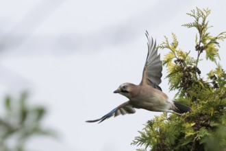 A jay (Garrulus glandarius) with spread wings flies off the branch of a yew tree (Taxus baccata) in