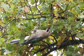A jay (Garrulus glandarius) collects acorns in an oak tree (Quercus), Hesse, Germany
