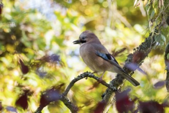 Eurasian Jay (Garrulus glandarius) on lichen-covered branch in warm autumn colors, Hesse, Germany