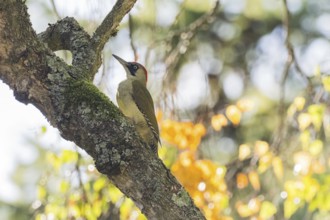 Green woodpecker (Picus viridis) on mossy trunk, autumnal bokeh, Hesse, Germany