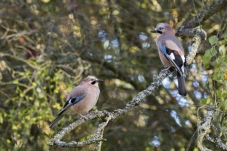 Two jays (Garrulus glandarius) sit on a lichen-covered branch and look at each other in a quiet