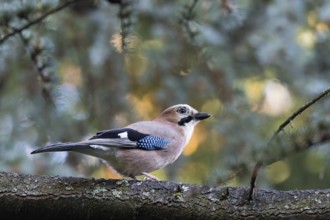 A jay (Garrulus glandarius) rests on a branch in front of cool coniferous forest bokeh, Hesse,