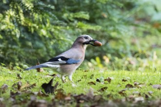 Eurasian Jay (Garrulus glandarius) with acorn walks through autumn grass in front of gentle bokeh,
