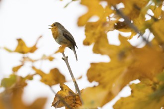 A robin (Erithacus rubecula) sings on a branch between glowing autumn leaves in warm light, Hesse,