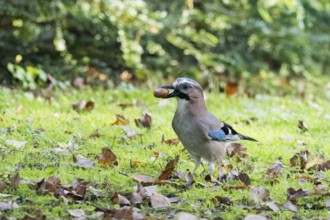 A jay (Garrulus glandarius) carries an acorn across the grassy clearing in soft morning light,