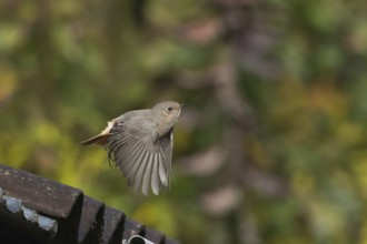 A house redtail (Phoenicurus ochruros) flies over a roof near the roof tiles in front of green