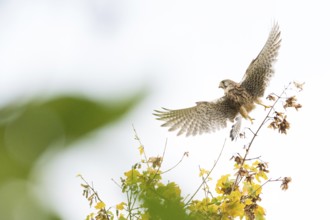 A Common Kestrel (Falco tinnunculus) flies over autumn trees in bright skies, Hesse, Germany