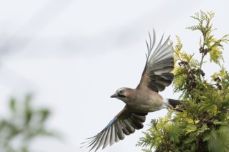 A jay (Garrulus glandarius) flies off the branch of a yew (Taxus baccata), its wings wide open