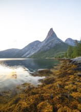 Stetind is illuminated by the first rays of sunshine. Morning light with seaweed on the banks of