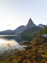 Fascinating view of Stetind in the morning light with seaweed on the shore