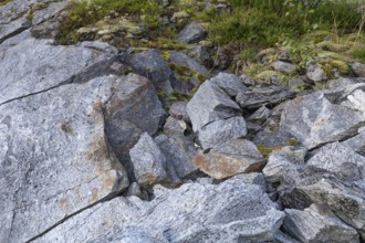 Ermine between rocks at Stetind in northern Norway