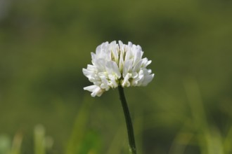 White clover (Trifolium repens), single flower, North Rhine-Westphalia, Germany