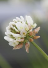 White clover (Trifolium repens), single flower, North Rhine-Westphalia, Germany