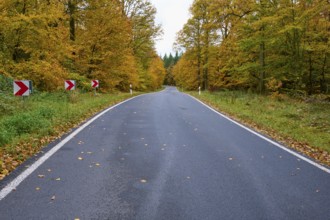 Asphalted country road with autumn trees on both sides and yellow leaves, autumn, Spessart,