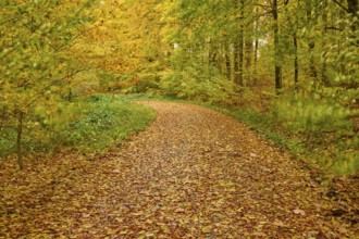 A forest trail along a ground covered with colorful leaves, autumn, Spessart, Bavaria, Germany