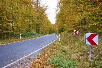 Road through an autumn forest with warning signs, autumn, Spessart, Bavaria, Germany
