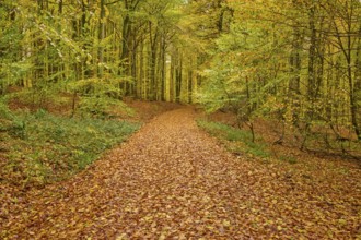 A path covered with leaves through an autumn forest, autumn, Spessart, Bavaria, Germany