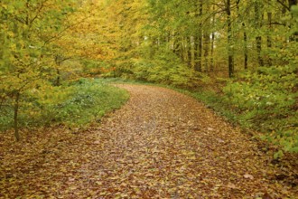 A curved forest trail with autumn leaves, autumn, Spessart, Bavaria, Germany