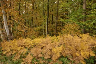 Dense fern grasses under colorful, autumnal trees, autumn, Spessart, Bavaria, Germany