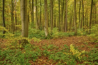 A forest full of tall trees with autumn leaves, autumn, Spessart, Bavaria, Germany