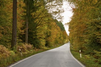A lonely road through an autumnal forest with colorful leaves, autumn, Spessart, Bavaria, Germany