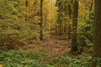 Dense, peaceful autumn forest with yellow-orange leaves and tall trees, autumn, Spessart, Bavaria,