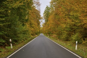 Long road through autumnal forest with mostly yellow-green trees, autumn, Spessart, Bavaria,