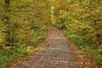 Autumn forest trail surrounded by yellow-orange leaves and tall vegetation, autumn, Spessart,