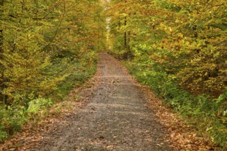 A quiet forest trail in autumn, lined with colorful foliage and trees, autumn, Spessart, Bavaria,