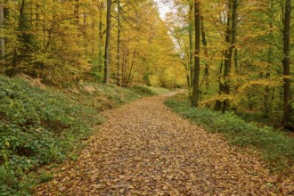 Inviting trail through the autumn-colored forest with leaves, autumn, Spessart, Bavaria, Germany